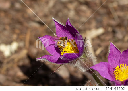 european or western honey bee pollinated blue or violet flowering flower of Pasqueflower 114163302