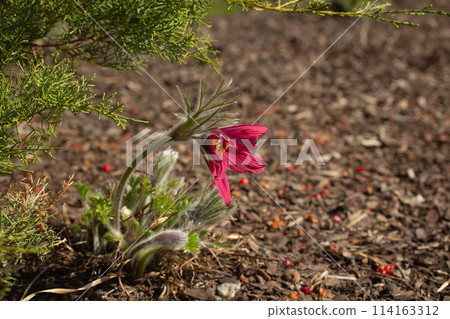 Early spring flower. Pasque flower (or pasqueflower) Early spring flower. Pasque flower (or pasqueflower) 114163312