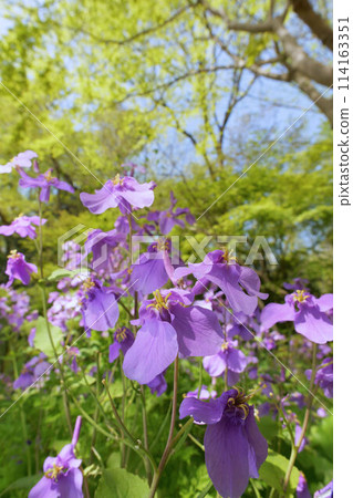 Murasakihanana 114163351