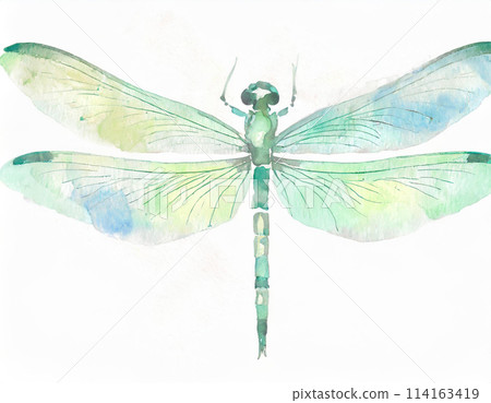 Watercolor dragonfly illustration 114163419