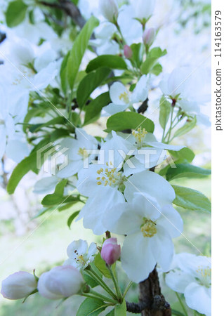 Hymelingo花 Hymelingo花 114163579