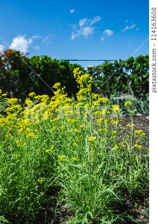 Water rape blossoms 114163608