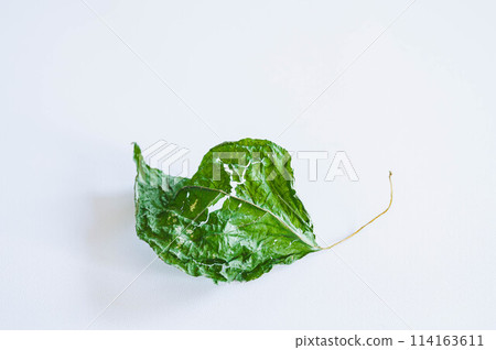 獼猴桃的乾葉 獼猴桃的乾葉 114163611