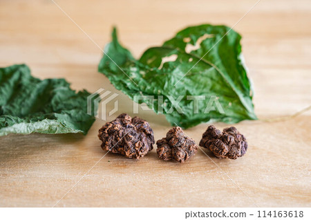 Matatabi fruit 114163618