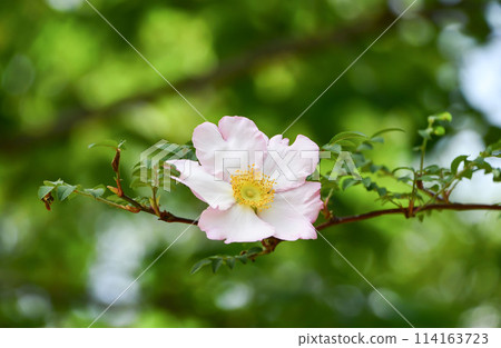 Japanese rose 114163723