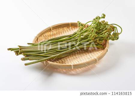 Wild bracken on a white background 114163815
