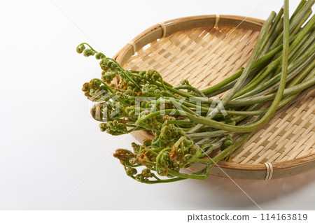 Wild bracken on a white background 114163819