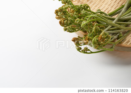 Wild bracken on a white background 114163820