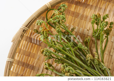 Wild bracken on a white background 114163821