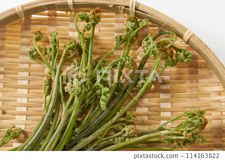 Wild bracken on a white background 114163822