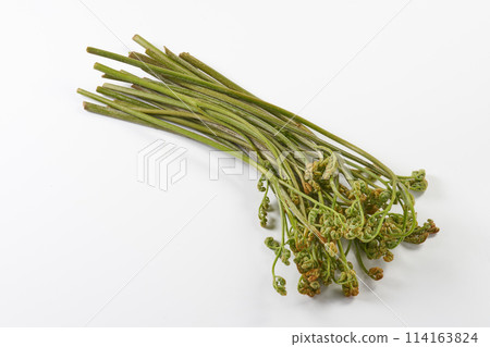 Wild bracken on a white background 114163824