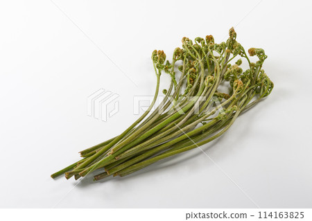 Wild bracken on a white background 114163825