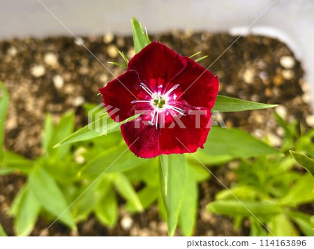 美麗的石竹花（深紅紫色）2 114163896