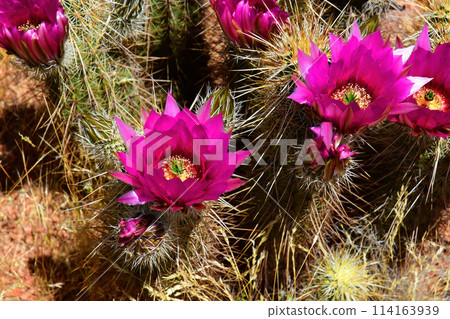 Flowering Hedge Hog cactus Flowering Hedge Hog cactus 114163939