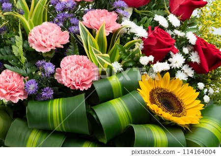 Blossom of colorful flowers Blossom of colorful flowers 114164004