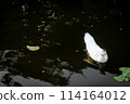 Duck in Natural Wetland: Colorful Avian Beauty on Serene Countryside 114164012