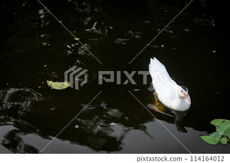 Duck in Natural Wetland: Colorful Avian Beauty on Serene Countryside 114164012