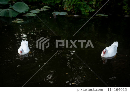 Duck in Natural Wetland: Colorful Avian Beauty on Serene Countryside 114164013