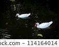 Duck in Natural Wetland: Colorful Avian Beauty on Serene Countryside 114164014