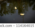 Duck in Natural Wetland: Colorful Avian Beauty on Serene Countryside 114164015