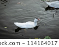 Duck in Natural Wetland: Colorful Avian Beauty on Serene Countryside 114164017
