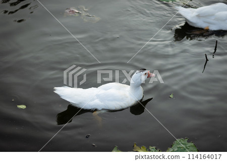 Duck in Natural Wetland: Colorful Avian Beauty on Serene Countryside 114164017