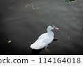 Duck in Natural Wetland: Colorful Avian Beauty on Serene Countryside 114164018