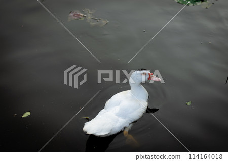Duck in Natural Wetland: Colorful Avian Beauty on Serene Countryside 114164018