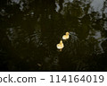 Duck in Natural Wetland: Colorful Avian Beauty on Serene Countryside 114164019