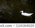 Duck in Natural Wetland: Colorful Avian Beauty on Serene Countryside 114164020