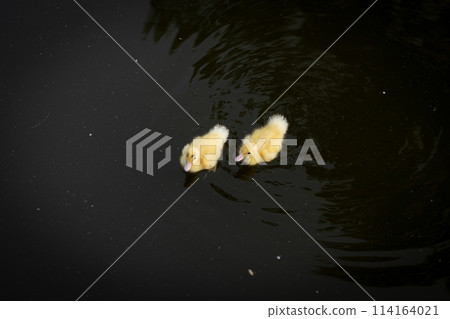 Duck in Natural Wetland: Colorful Avian Beauty on Serene Countryside 114164021