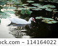 Duck in Natural Wetland: Colorful Avian Beauty on Serene Countryside 114164022