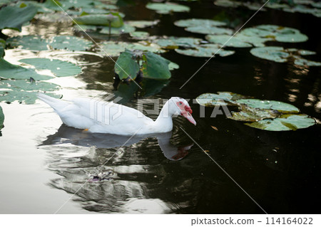 Duck in Natural Wetland: Colorful Avian Beauty on Serene Countryside 114164022