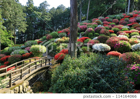 A famous spot for azalea flowers: Yakuoji Temple, Ome City 114164066