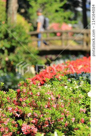 A famous spot for azalea flowers: Yakuoji Temple, Ome City A famous spot for azalea flowers: Yakuoji Temple, Ome City 114164084