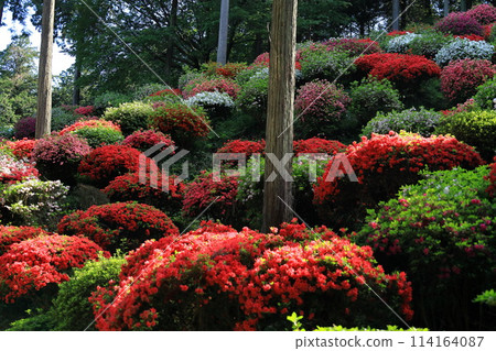 A famous spot for azalea flowers: Yakuoji Temple, Ome City A famous spot for azalea flowers: Yakuoji Temple, Ome City 114164087