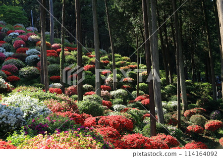 A famous spot for azalea flowers: Yakuoji Temple, Ome City A famous spot for azalea flowers: Yakuoji Temple, Ome City 114164092