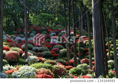 A famous spot for azalea flowers: Yakuoji Temple, Ome City A famous spot for azalea flowers: Yakuoji Temple, Ome City 114164093