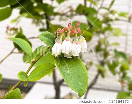 藍莓花開了2 114164172