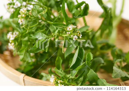 豆瓣菜與鮮花，白色背景 114164313