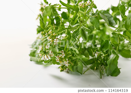 豆瓣菜與鮮花，白色背景 114164319