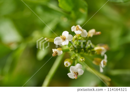 豆瓣菜與鮮花，白色背景 114164321