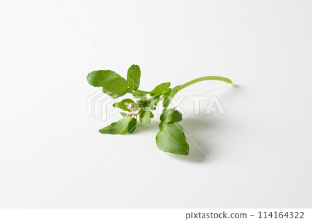 Watercress with flowers on a white background Watercress with flowers on a white background 114164322
