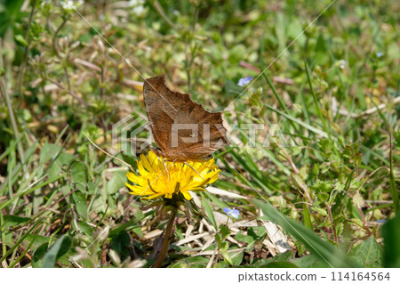 A beautiful butterfly with a dead leaf pattern is drinking nectar from a flower. A beautiful butterfly with a dead leaf pattern is drinking nectar from a flower. 114164564
