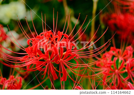 red spider lily 114164662