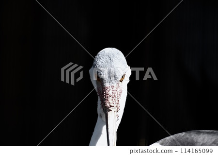 To look for 114165099