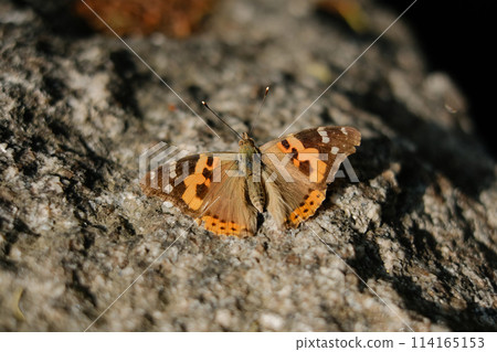 A red admiral butterfly sunbathing A red admiral butterfly sunbathing 114165153