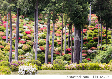 Azaleas at Yakuoji Temple, Ome City, Tokyo Azaleas at Yakuoji Temple, Ome City, Tokyo 114165206