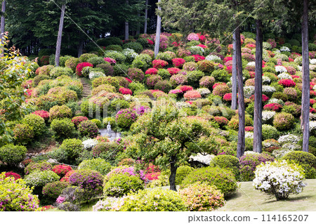 Azaleas at Yakuoji Temple, Ome City, Tokyo Azaleas at Yakuoji Temple, Ome City, Tokyo 114165207