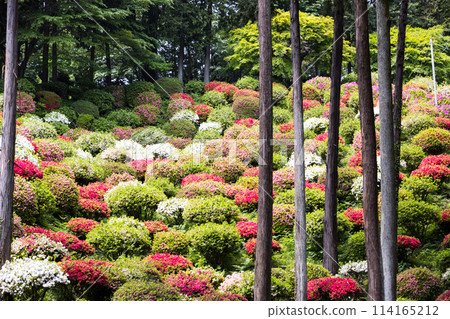 Azaleas at Yakuoji Temple, Ome City, Tokyo 114165212